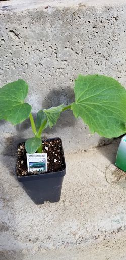 Organic cucmber plant