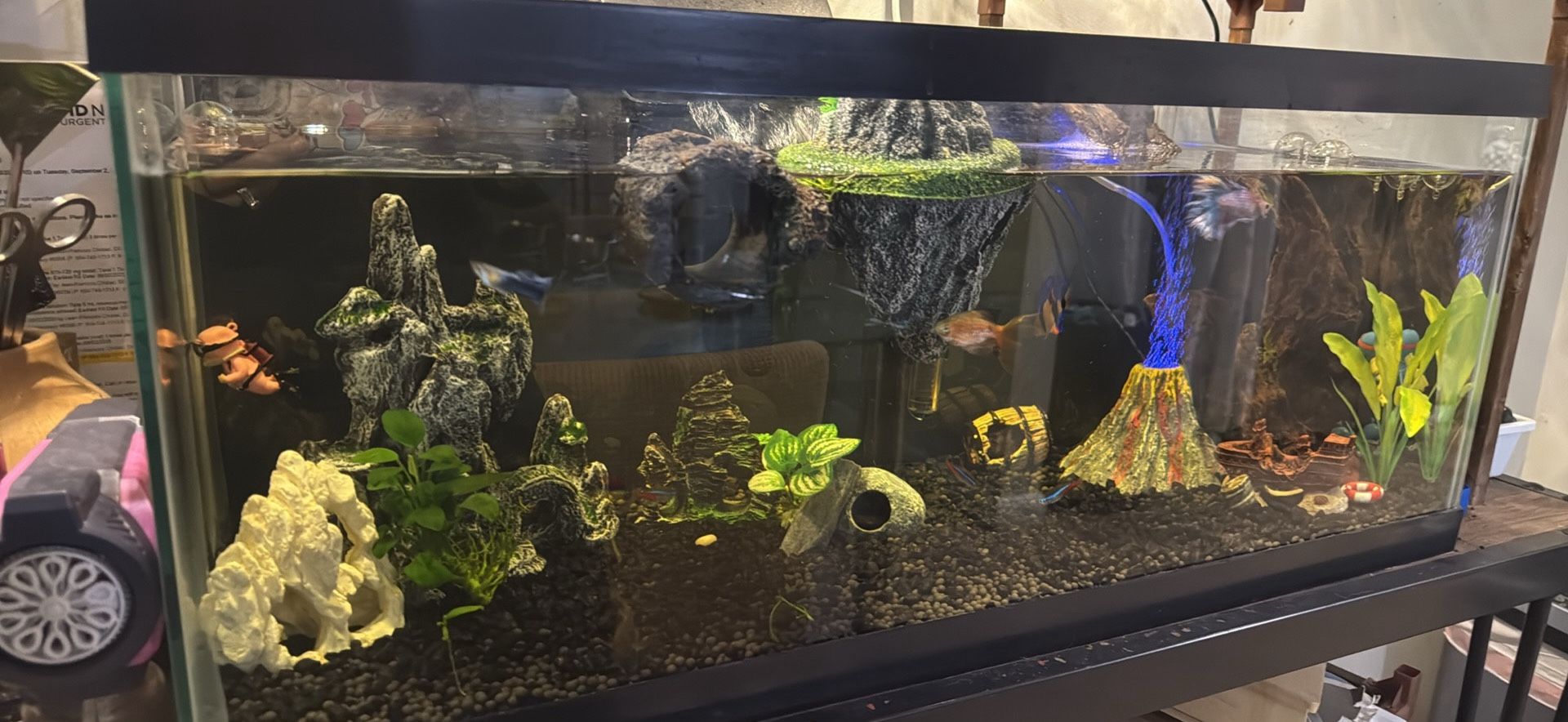 20 GAL AQUARIUM NEED GONE ASAP MOVING
