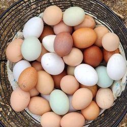 Fertilized Eggs