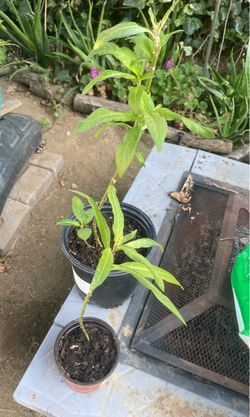 Milkweed Monarch Food