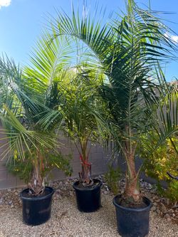 Large Mule Palm