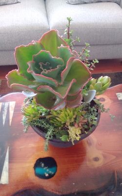 Succulent 