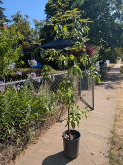 Shade Tree - 8ft Tall