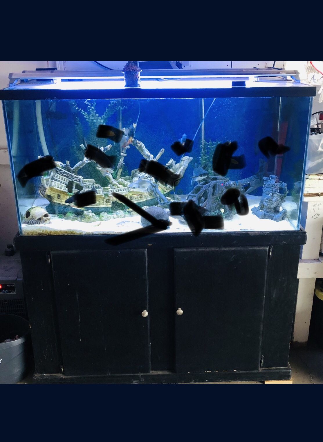 125 Gallon Fish Tank
