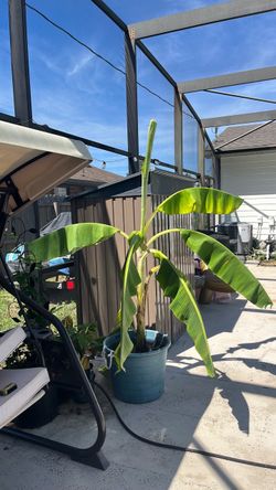 Potted Banana Plant in Teal Container