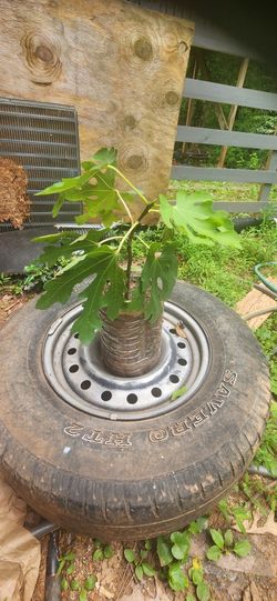 Fige Tree