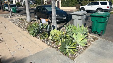 Agave plants