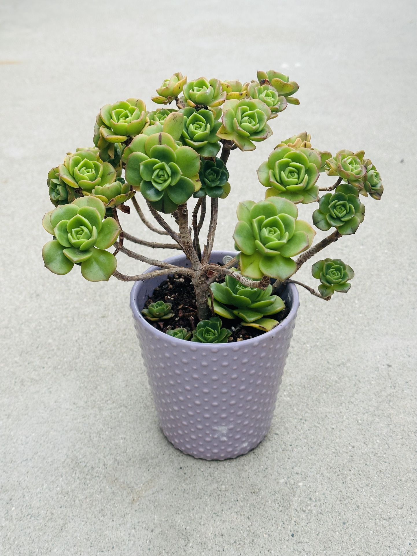 Succulents plants 🪴