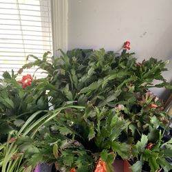 House Plants