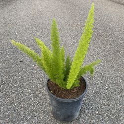 Foxtail Fern