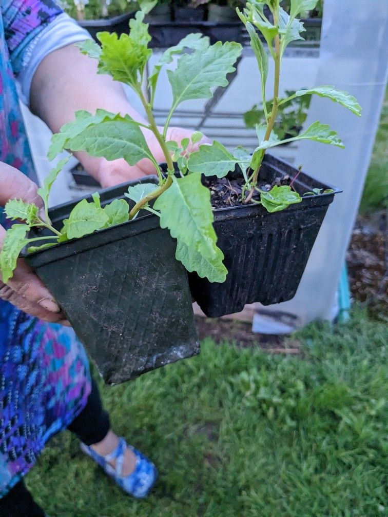 Epazote Plants