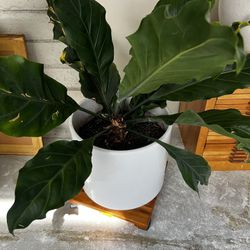 Anthurium Plowmanii - Beautiful healthy full plant ( possible delivery )