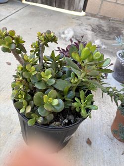 Jade Succulent