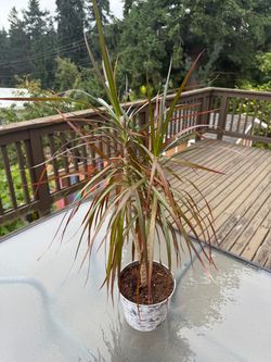 Dracaena Marginata Live Plant in Pot