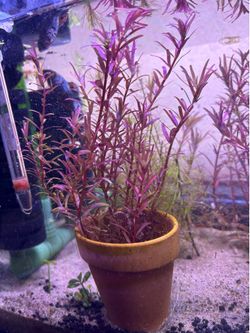rotala red pot