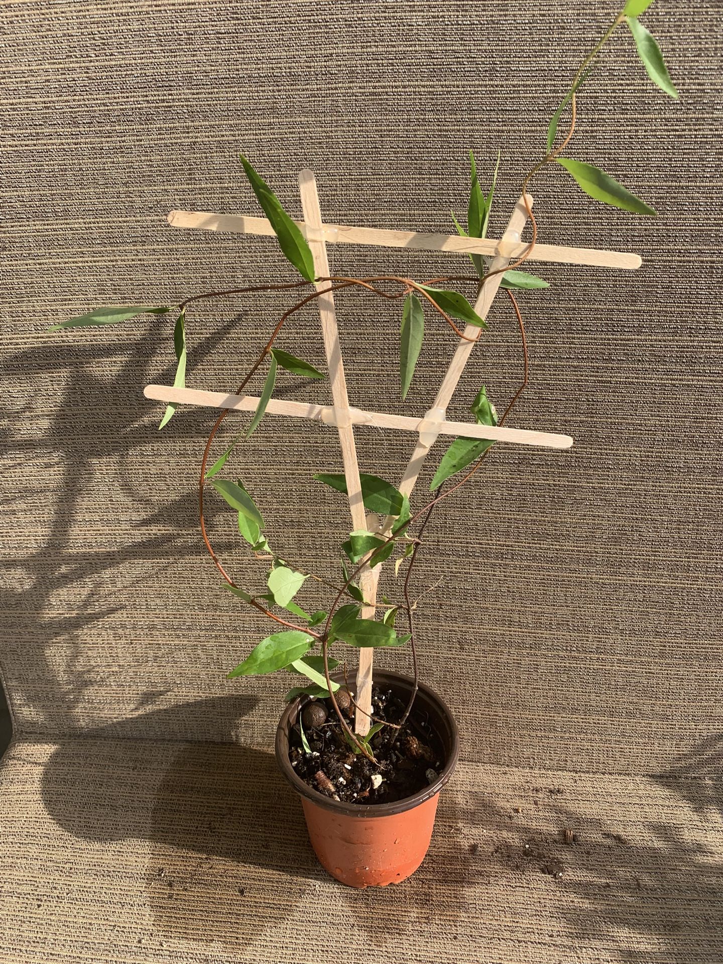 Small Pot Of Carolina Jasmine Vine W/ Yellow Flowers, Attracts Butterflies, Perennial Comes Back Every Year