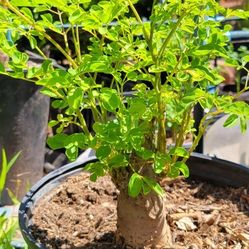 2 Year Old Moringa Tree
