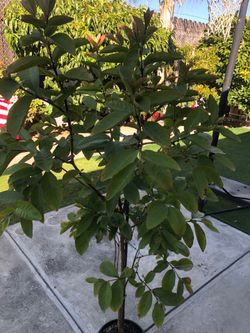 Guava tree