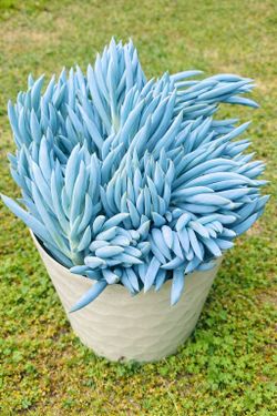 Mature Succulent Blue chalkstick Pencil In A Beautiful Ceramic Pot Succulent Bonsai