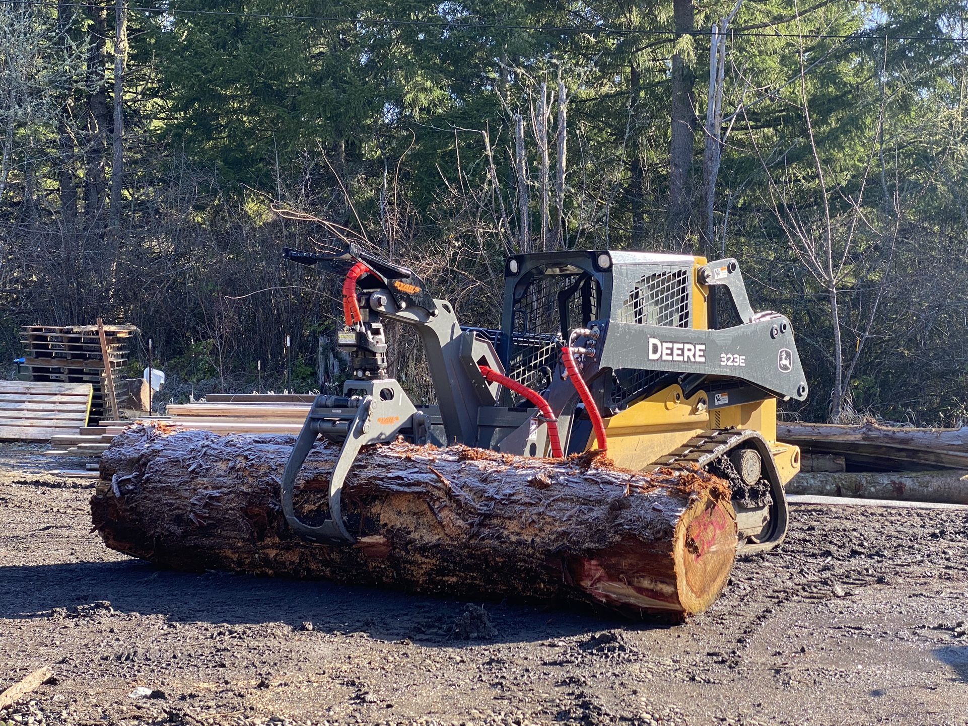 Tree Dirt