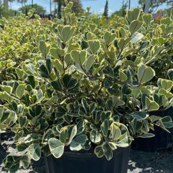 Ficus Triangularis Plant – 3 Gallon Pot – Healthy & Full – $12