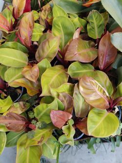 Misfit plants $5 Prince of Orange philodendron