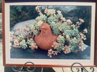 Framed Succulent Garden Photography Print