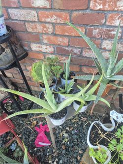 Beautiful Aloe Vera Plants 
