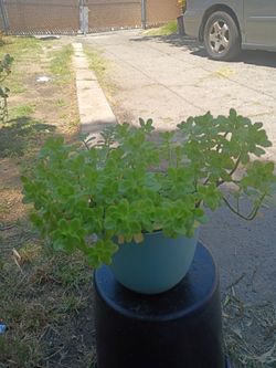 Sedum confusum