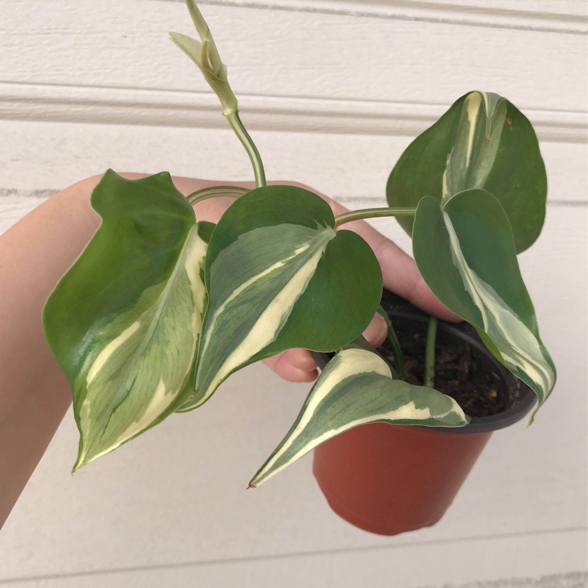philodendron summer Philodendron Gloriosum X McColley's - Summer Glory | Uprooted