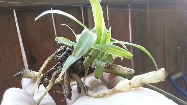 Plants