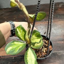 Obovata Variegated - Shipping Available! 