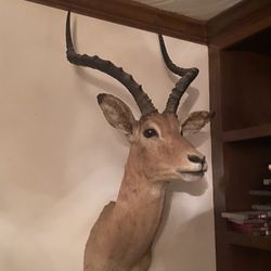 Large Impala Mount