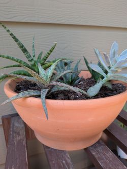 Mixed Succulent Arrangement In New Terracotta Pot