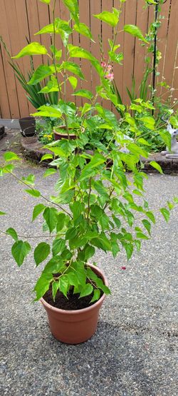Mulberry tree