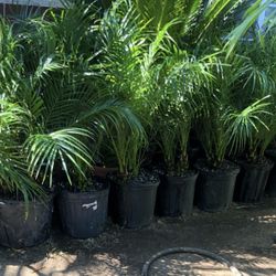 Pygmy Palm $38 each