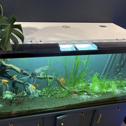 AgroLED 6500K LED Grow/Aquarium Light. Works Perfect!