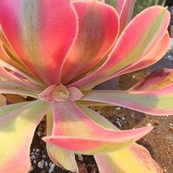 Succulents Plants Pink Witch Aeonium 6in Pot Pick Up In Upland 