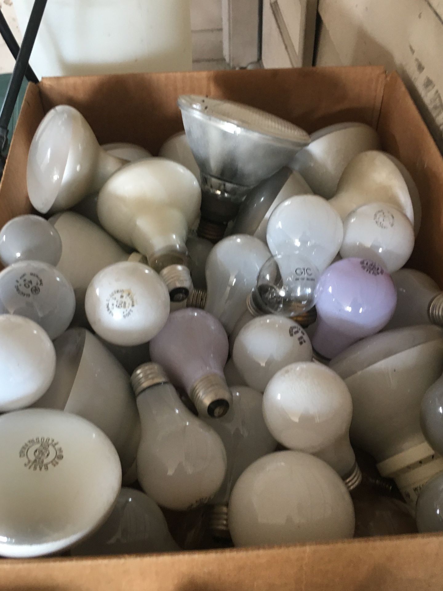 Bulbs Assorted