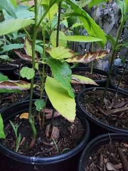 Organic Avocado Plant – Grown Naturally, Ready to Thrive