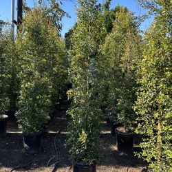 Eugenia Privacy Hedge