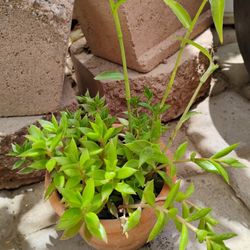 Succulent And Tradescantia 