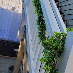 Greenery Decor