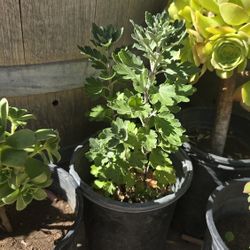 Plants For Sale 