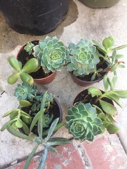 SUCCULENT ART 5” ECHEVERIAS CRASSULA PLANTS POTS
