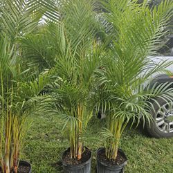 arecas clusias podocarpus  Clusias $10
Podocarpus  $10
Arecas $15 
Robelines $65
Christmas palms $65
Podocarpus $ 26
Fish tails Japanese Blueberry Chr
