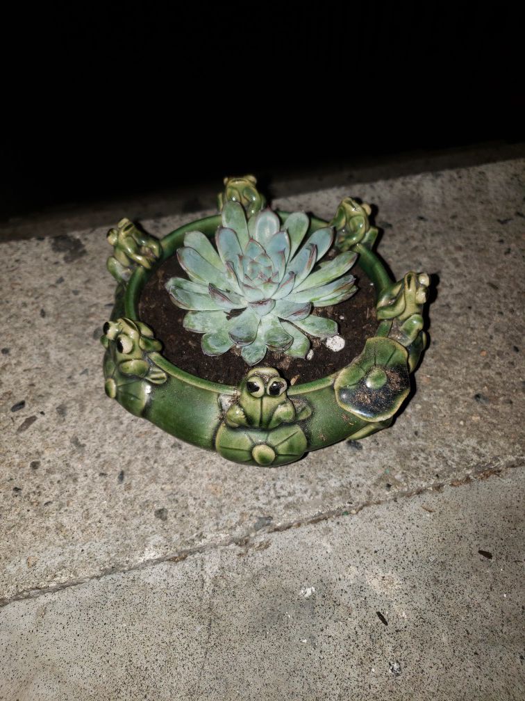 Frog vase with succulent