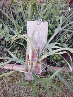 Staghorn fern plant
