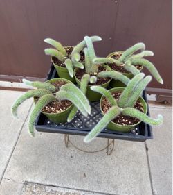 6” monkey tail cactus ( price is for each )