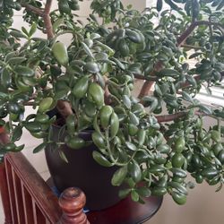 Jade Tree